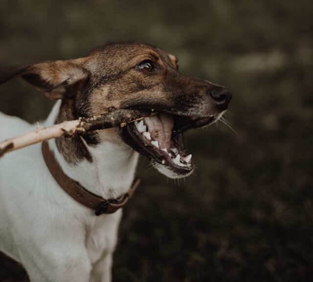 A brown and white dog holding a stick in its mouth.