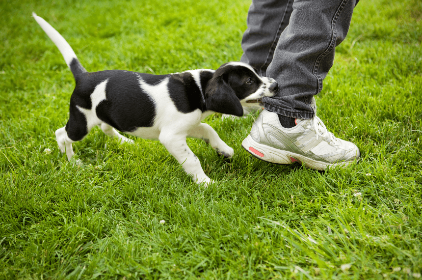 Does Homeowner’s Insurance Cover Dog Bites?  