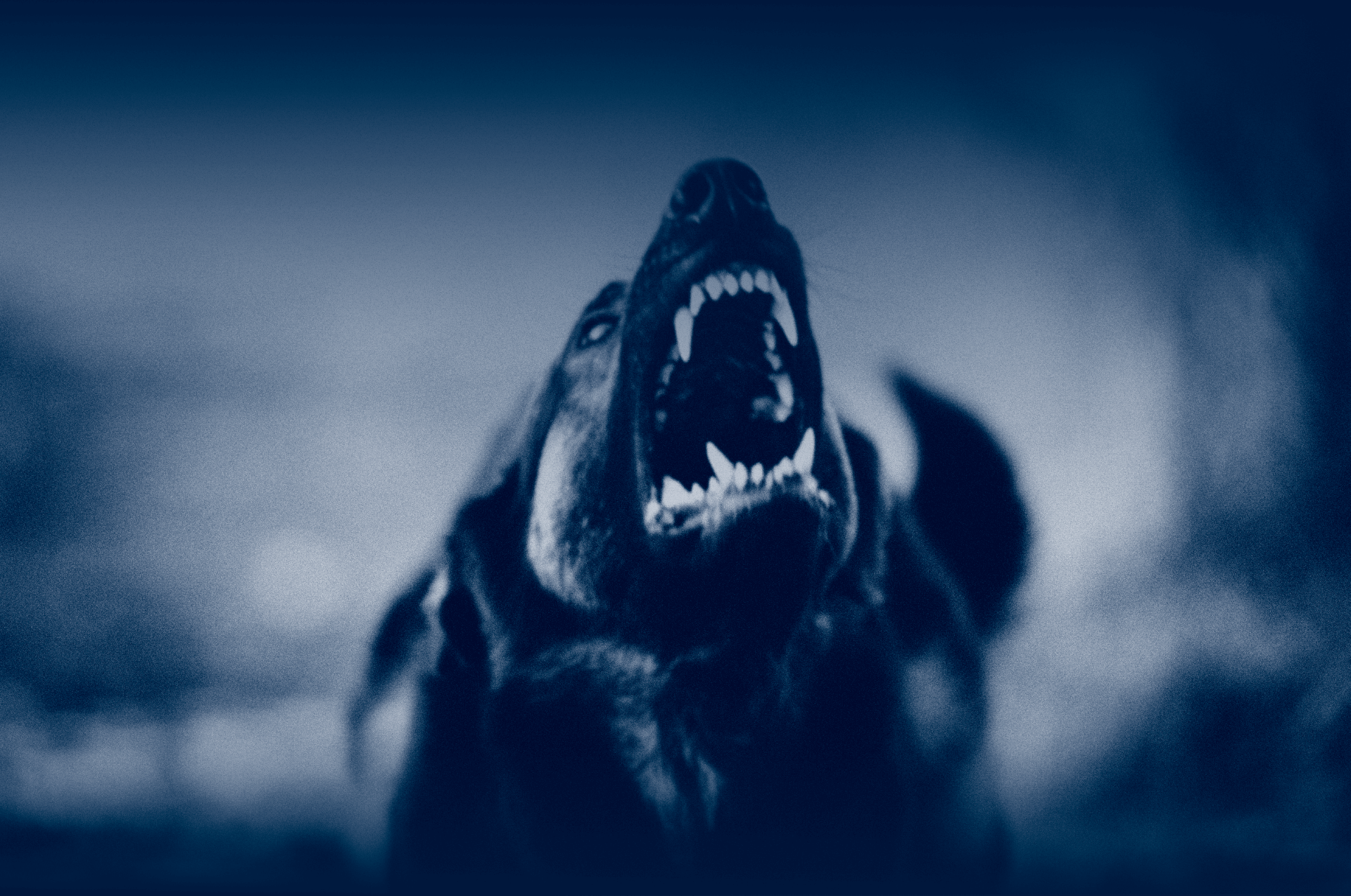 What to Do After a Dog Bite: Legal Actions and Next Steps 