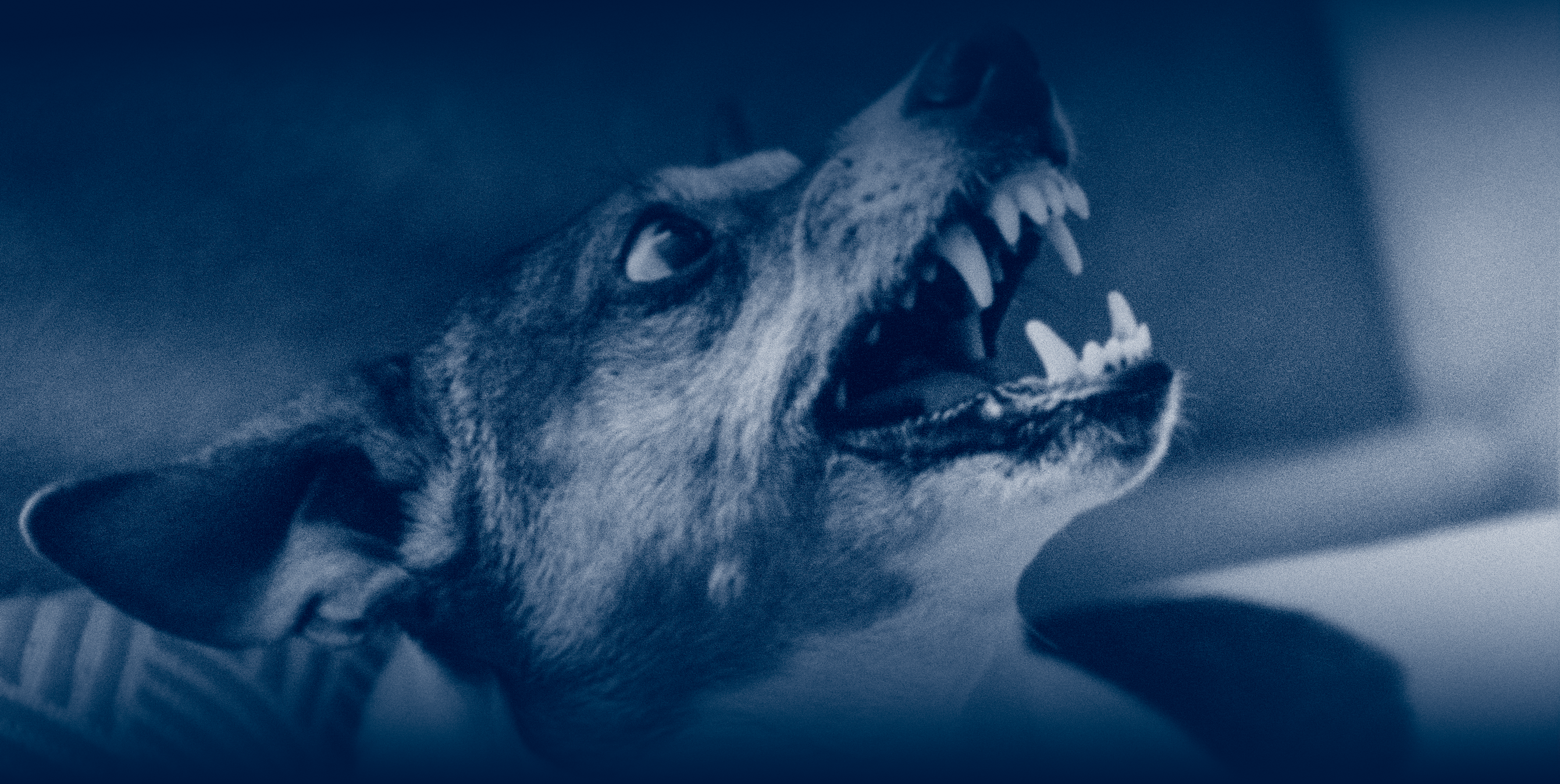 Dog Bite Liability and Insurance Coverage in Missouri & Kansas