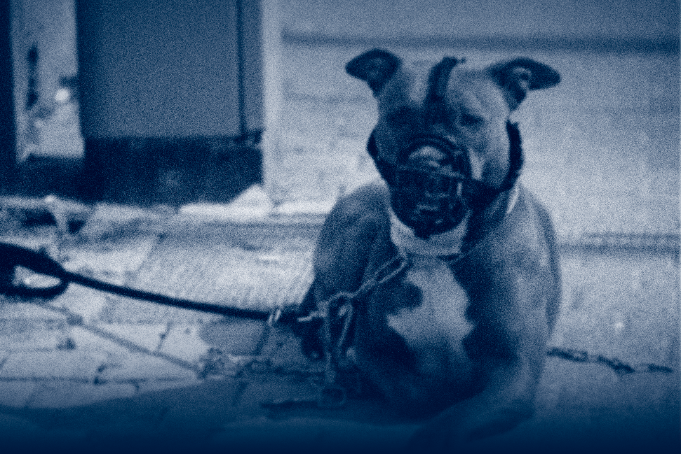 pit bull with muzzle